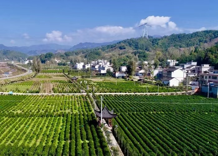 陜西公布15條茶文化旅游線路助力茶產業鏈發展 賦能鄉村振興