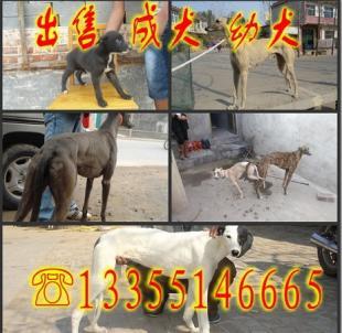 商洛[什么品種的獵犬逮野兔厲害_農副產品_世界工廠網