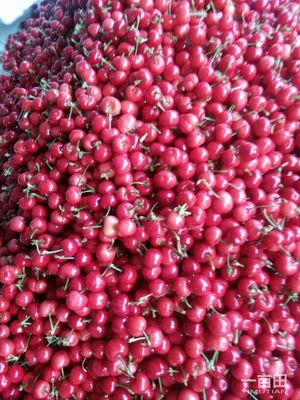 美早櫻桃陜西商洛洛南縣_批發(fā)_供應(yīng)-一畝田農(nóng)業(yè)網(wǎng)_專業(yè)的農(nóng)產(chǎn)品信息商務(wù)平臺(tái)