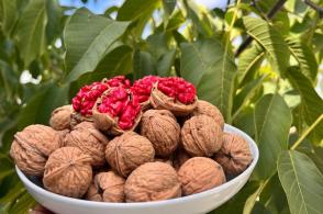 萬(wàn)戶藥農(nóng)、千家藥商!貴州關(guān)嶺著力中醫(yī)藥完整產(chǎn)業(yè)鏈條