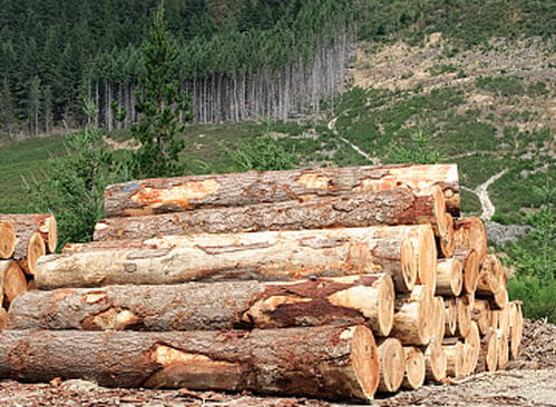 原來燃木壁爐是這樣選擇燃料的