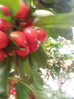 美早櫻桃陜西商洛洛南縣_批發_供應-一畝田農業網_專業的農產品信息商務平臺