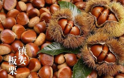 陜西商洛鎮安縣:被稱為板栗之鄉,它有哪些旅游資源?